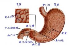 注意飲食小習(xí)慣，保護(hù)好自己的胃